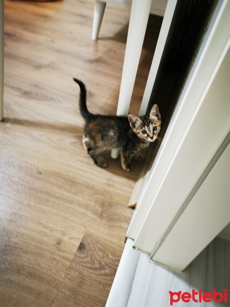 Tekir Kedi, Kedi  Karamel fotoğrafı