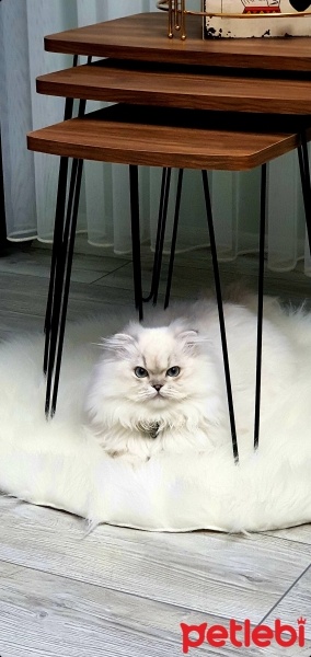 Chinchilla, Kedi  Gece fotoğrafı