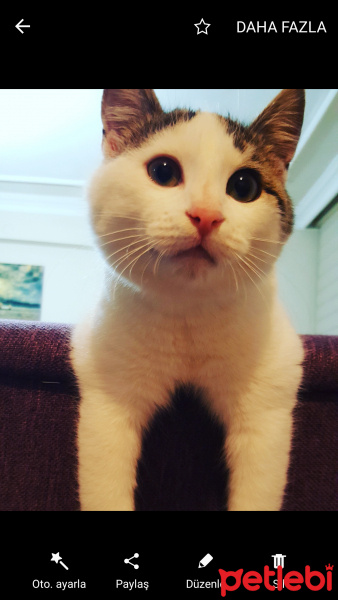 Tekir Kedi, Kedi  Paşa fotoğrafı