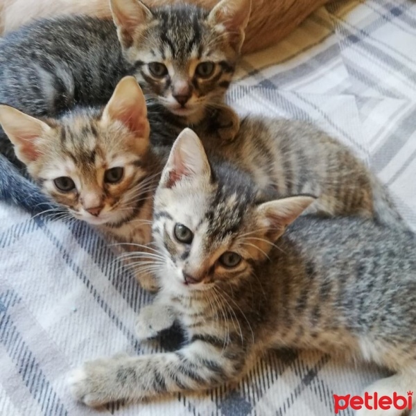 Tekir Kedi, Kedi  Tekir - MaviRus Kedisi melezleri ( İsimleri yok) fotoğrafı