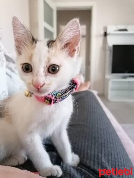 Tekir Kedi, Kedi  Pamuk fotoğrafı