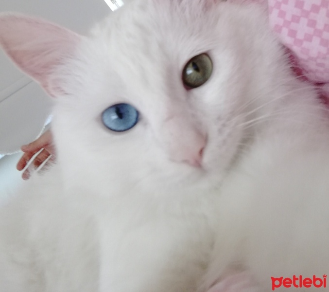 Van Kedisi, Kedi  Boncuk fotoğrafı