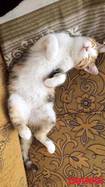 Tekir Kedi, Kedi  Kızımıza yuva arıyoruz  fotoğrafı