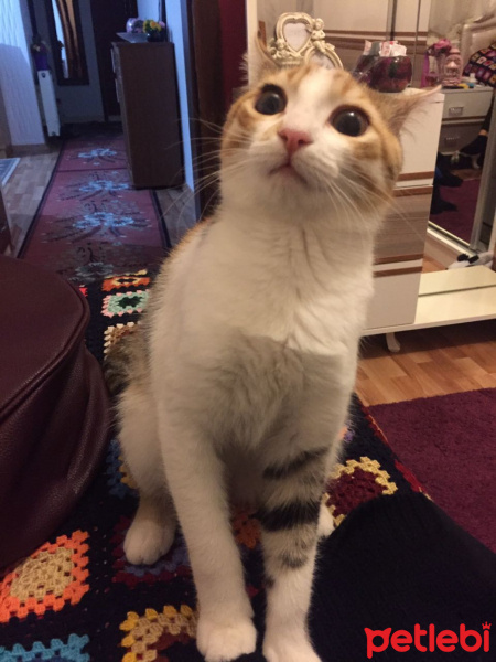 Tekir Kedi, Kedi  Kızımıza yuva arıyoruz  fotoğrafı