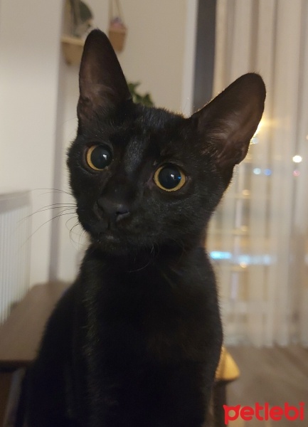 Bombay, Kedi  Gece fotoğrafı