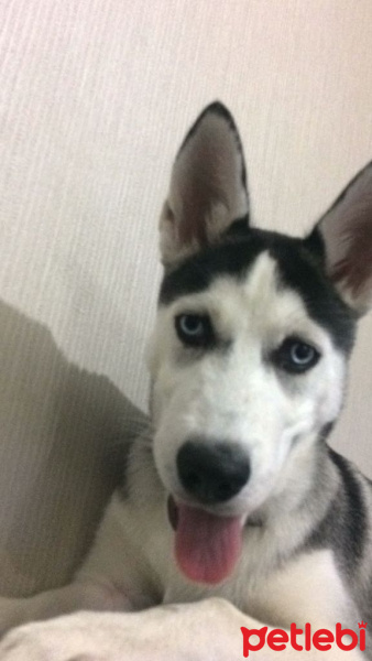 Sibirya Kurdu (Husky), Köpek  alfa fotoğrafı