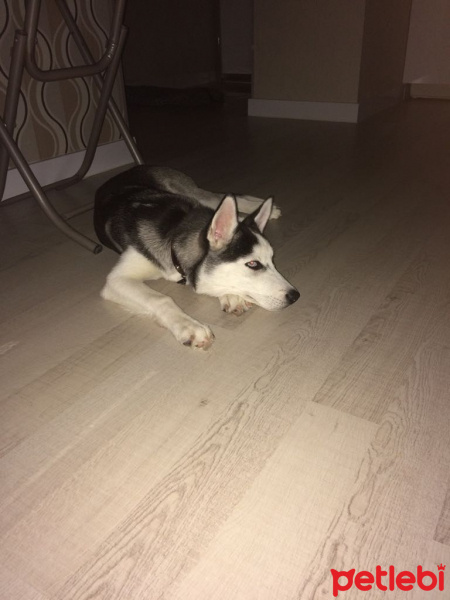 Sibirya Kurdu (Husky), Köpek  alfa fotoğrafı