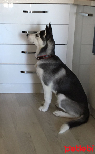 Sibirya Kurdu (Husky), Köpek  alfa fotoğrafı