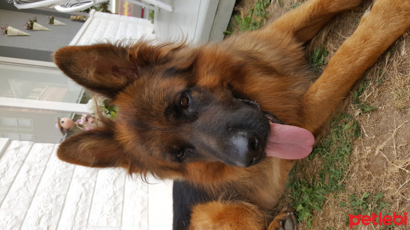 Alman Çoban Köpeği, Köpek  pasa fotoğrafı