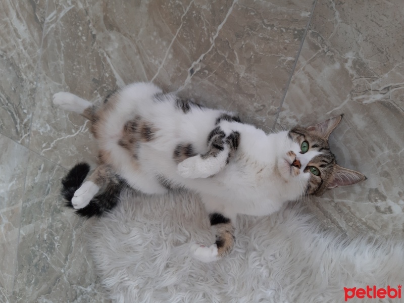 Tekir Kedi, Kedi  Minnoş fotoğrafı