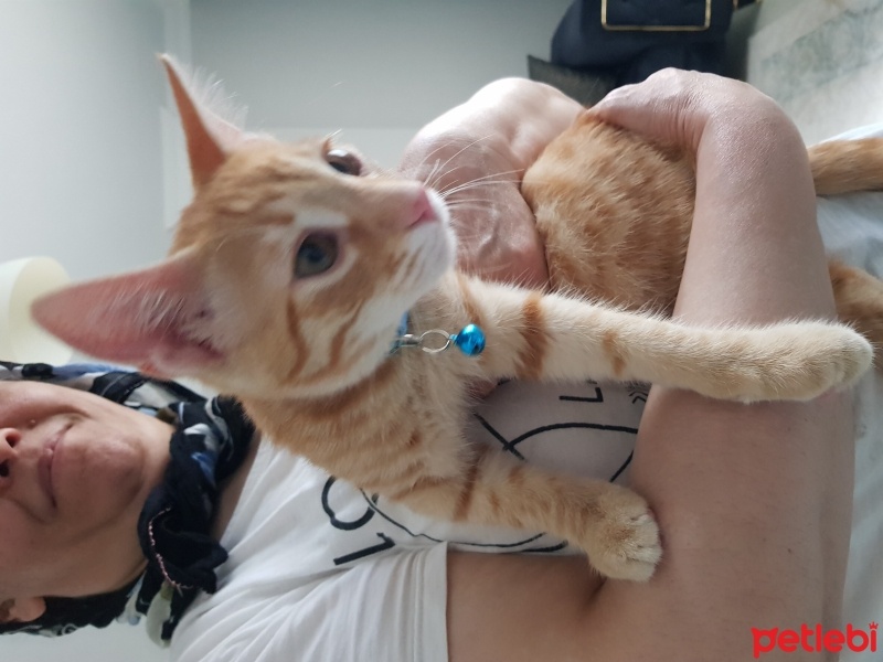 Sarman, Kedi  Pamuk fotoğrafı