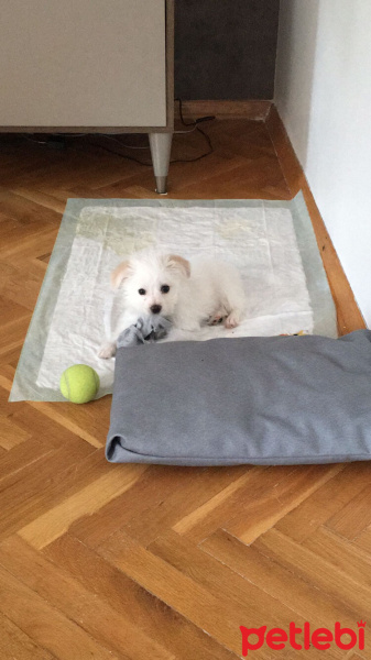 Maltese, Köpek  Lina fotoğrafı