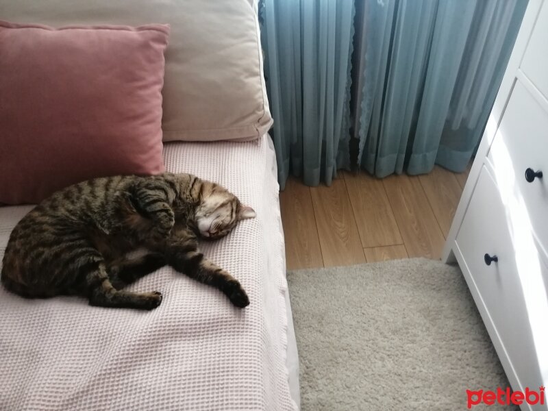 Tekir Kedi, Kedi  kiizum fotoğrafı