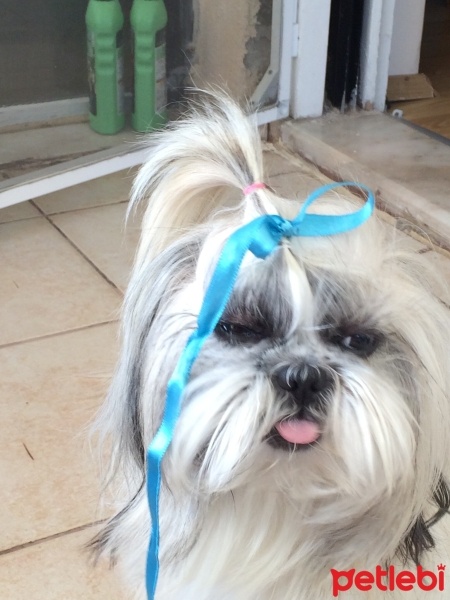 Shih Tzu, Köpek  Lucy fotoğrafı
