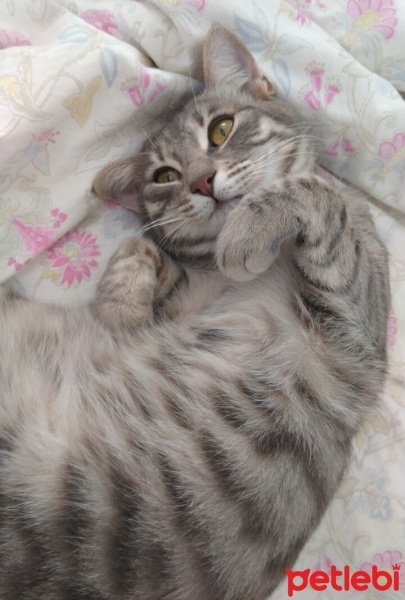 Tekir Kedi, Kedi  Nazlı fotoğrafı