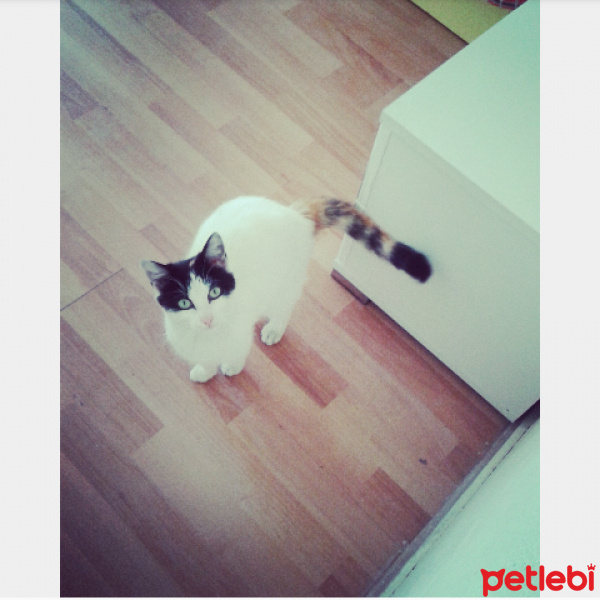 Tekir Kedi, Kedi  Nazlı fotoğrafı