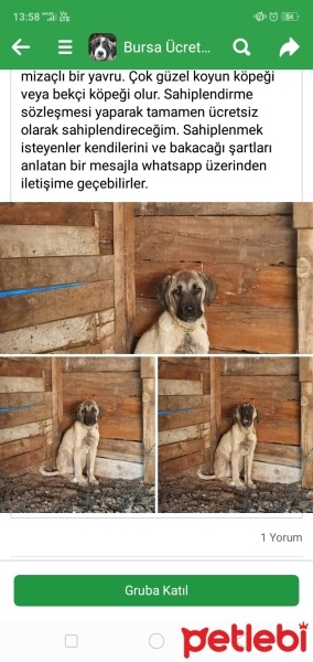 Kangal, Köpek  Papa fotoğrafı