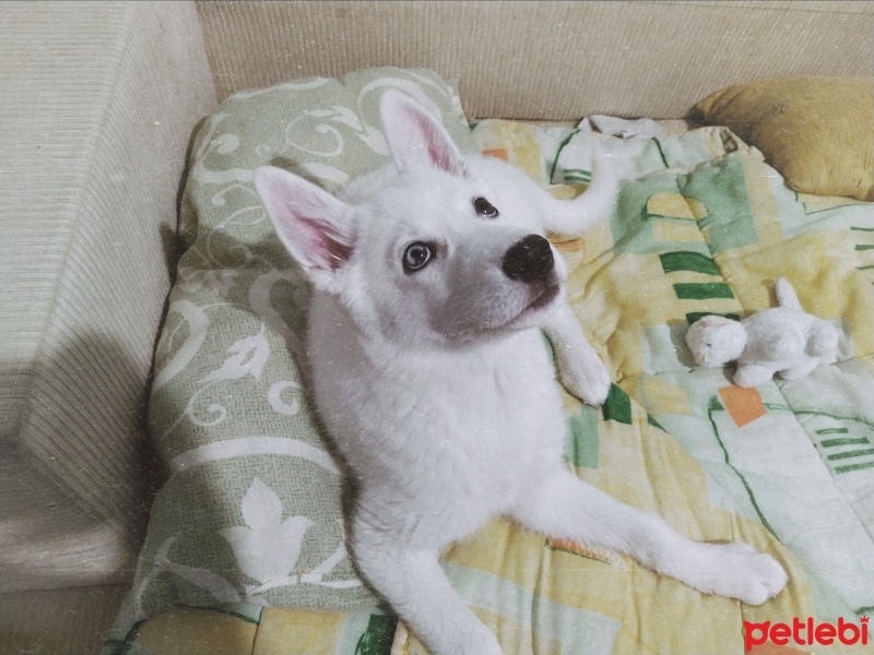 Sibirya Kurdu (Husky), Köpek  Lilith fotoğrafı