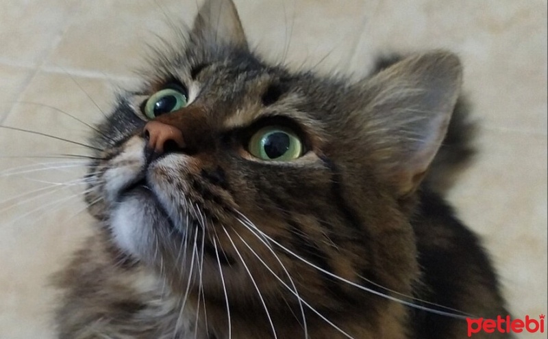 Tekir Kedi, Kedi  Tokyo fotoğrafı
