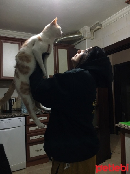 Sarman, Kedi  Nara fotoğrafı