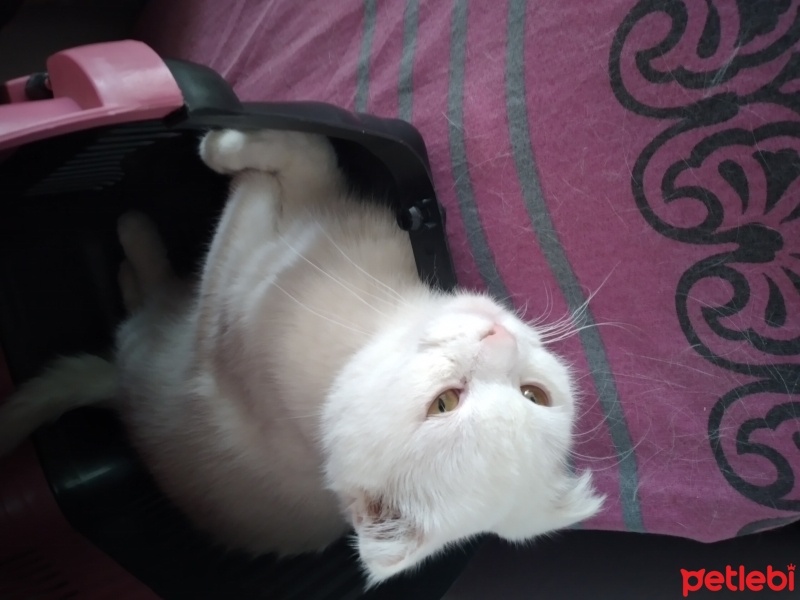 Scottish Fold, Kedi  Pasa fotoğrafı