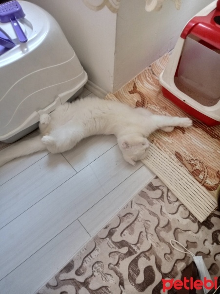 Scottish Fold, Kedi  Pasa fotoğrafı