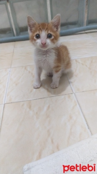 Tekir Kedi, Kedi  Boncuk fotoğrafı