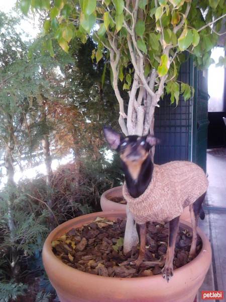 Doberman Pinscher, Köpek  RUDİ fotoğrafı