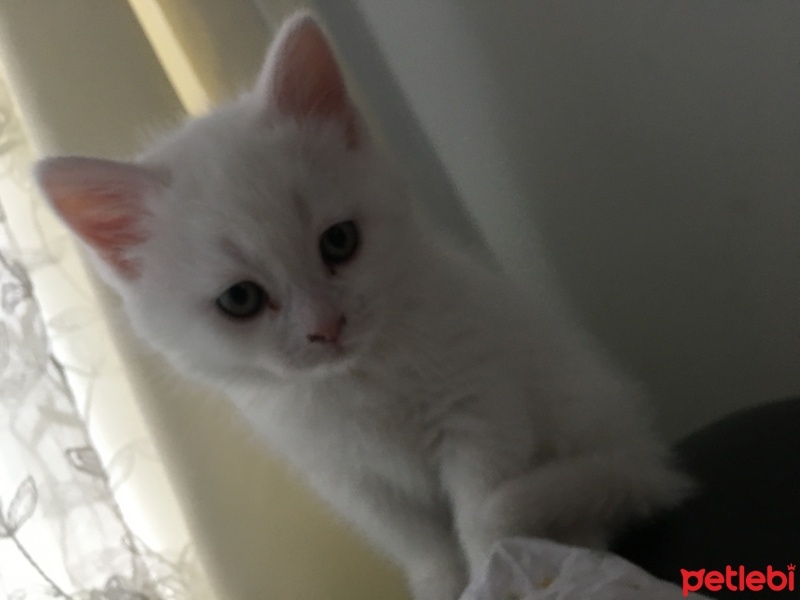 British Shorthair, Kedi  Pamuk fotoğrafı