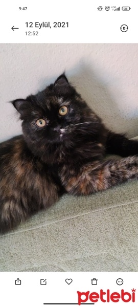 İran Kedisi (Persian), Kedi  Minnoş fotoğrafı