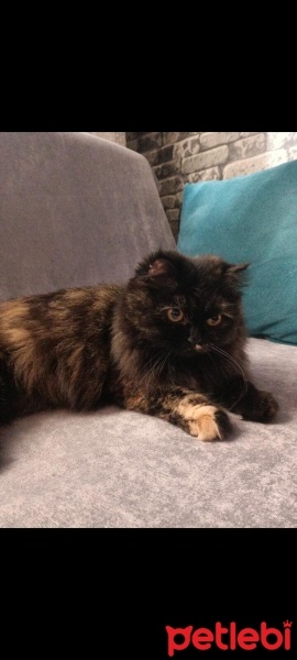 İran Kedisi (Persian), Kedi  Minnoş fotoğrafı