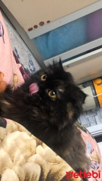 İran Kedisi (Persian), Kedi  Minnoş fotoğrafı