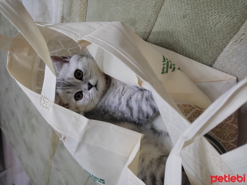 British Shorthair, Kedi  Tosbik fotoğrafı