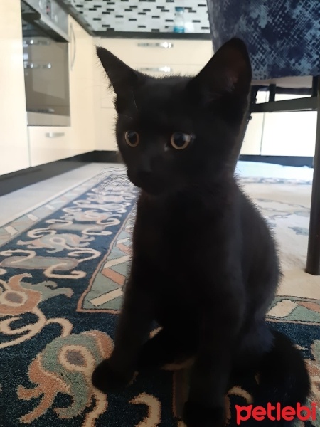 Bombay, Kedi  Paşa fotoğrafı