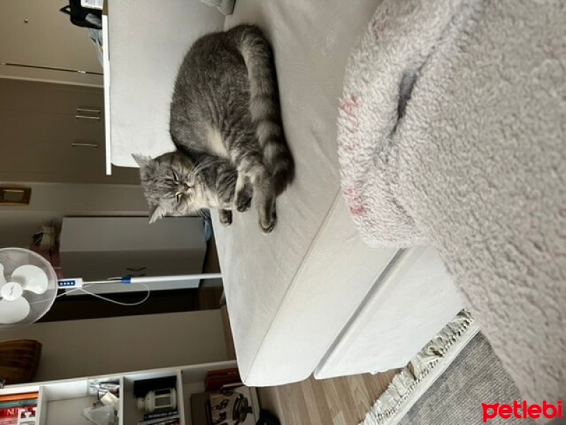 British Longhair, Kedi  Reçel fotoğrafı