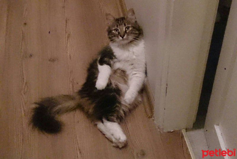 Norwegian Forest, Kedi  Rango fotoğrafı