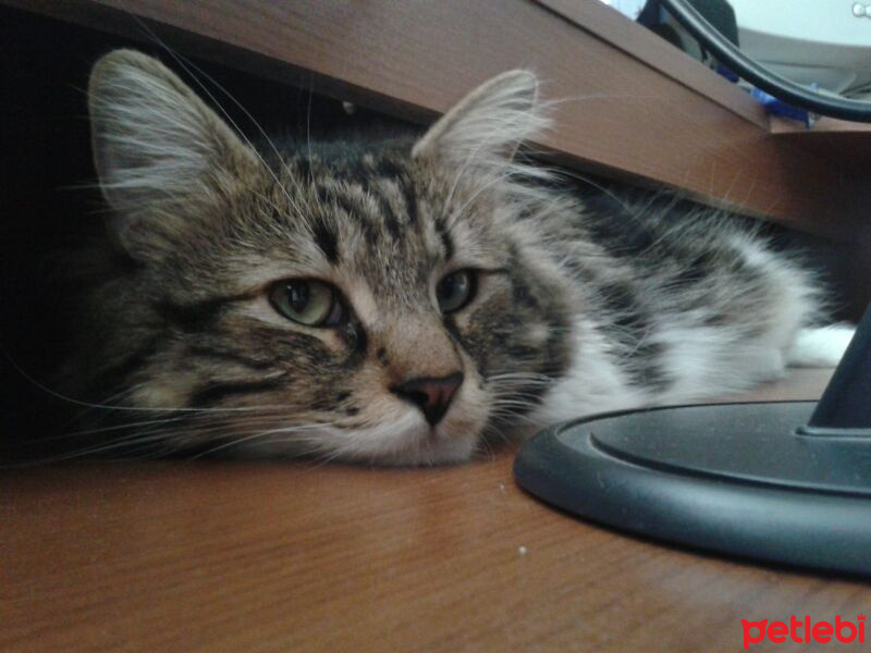 Norwegian Forest, Kedi  Rango fotoğrafı