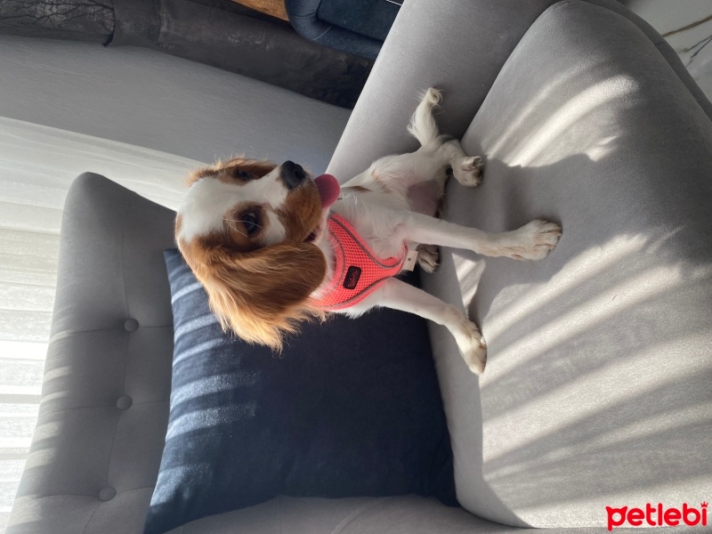 Cavalier King Charles Spanieli, Köpek  Roxy fotoğrafı