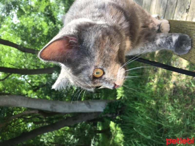 British Shorthair, Kedi  Maya fotoğrafı