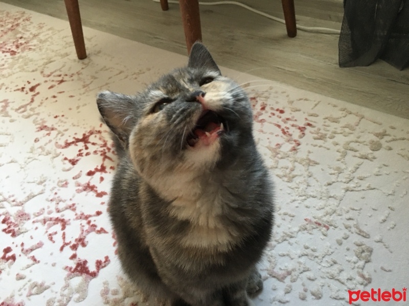 British Shorthair, Kedi  Maya fotoğrafı