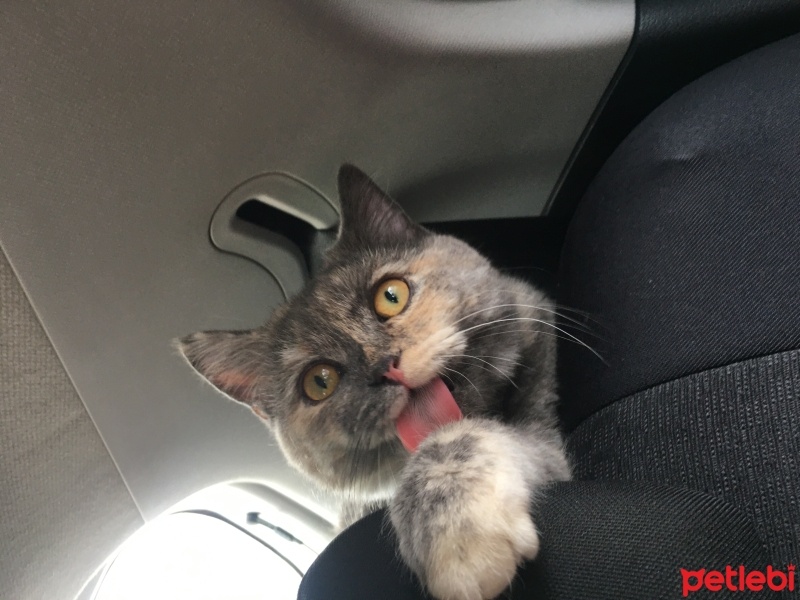 British Shorthair, Kedi  Maya fotoğrafı
