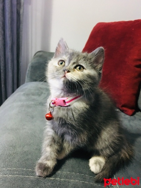 British Shorthair, Kedi  Maya fotoğrafı