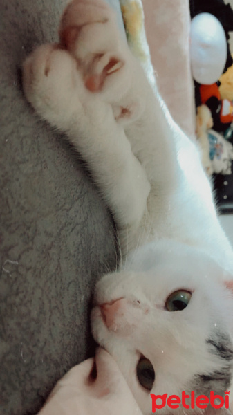 Tekir Kedi, Kedi  Gümüş fotoğrafı