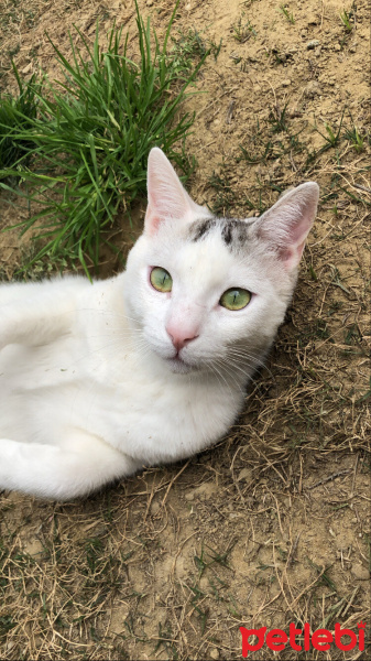 Tekir Kedi, Kedi  Gümüş fotoğrafı