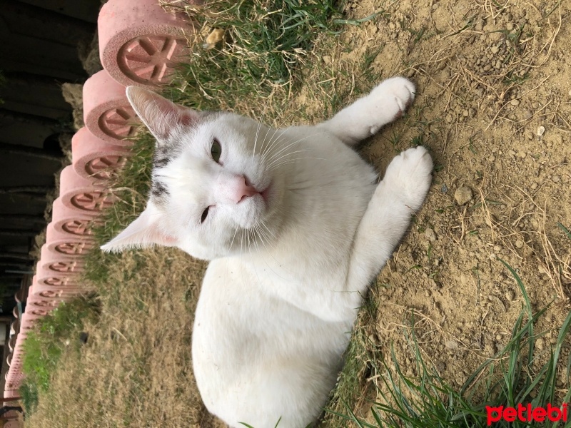 Tekir Kedi, Kedi  Gümüş fotoğrafı