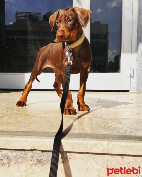 Doberman Pinscher, Köpek  Zet fotoğrafı