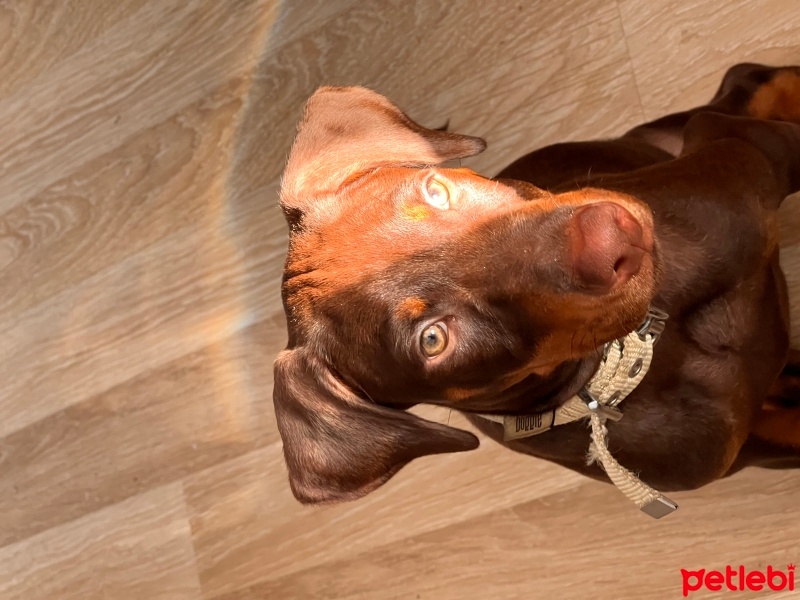 Doberman Pinscher, Köpek  Zet fotoğrafı