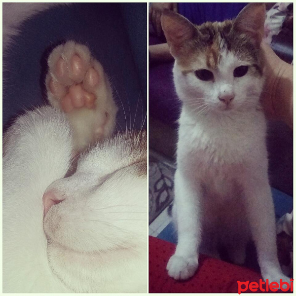 Tekir Kedi, Kedi  Cadı fotoğrafı
