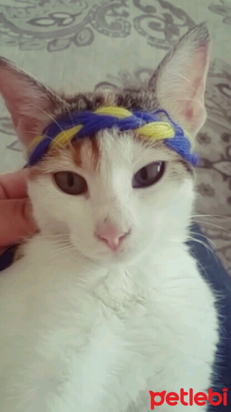 Tekir Kedi, Kedi  Cadı fotoğrafı