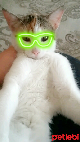 Tekir Kedi, Kedi  Cadı fotoğrafı